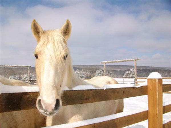 Winter Wonderland Sleigh Rides